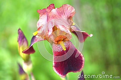 Purple flower irises- nature spring sunny background. Soft focus with bokeh Stock Photo