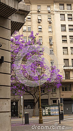Purple flower jacaranda tree Editorial Stock Photo