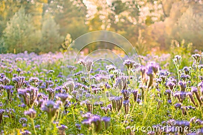 Blossoming bee pasture in the sunlight. Violet-flowering Phacelia. Meadow flowers that bloom purple and blue Stock Photo