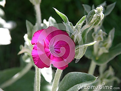 Purple Flower Stock Photo