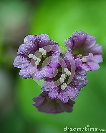 Purple flower macro flower three small purple flower Stock Photo