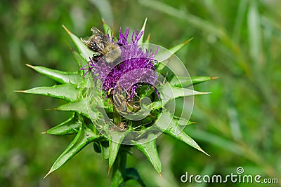 The purple flower is a medicinal plant Silybum marianum with leaves, Stock Photo