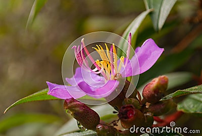 Purple flower of Melastoma Stock Photo