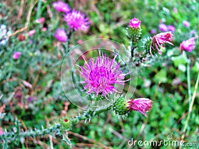 Purple flower near the lake Lacul Rosu, Transsylvania, Romania Stock Photo