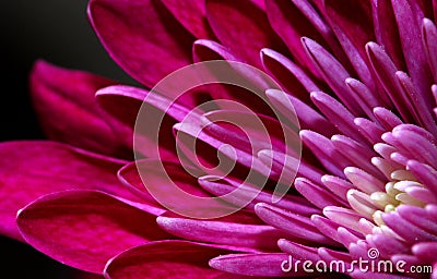 Purple Flower Petal Stock Photo