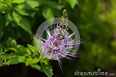 Purple flower of Purple Cat`s Whiskers growing in tropical area Stock Photo