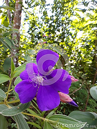 Purple flower Stock Photo