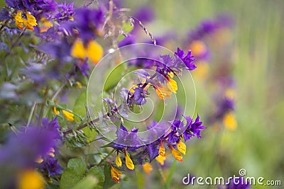 Purple flower on a stalk in the macro Stock Photo