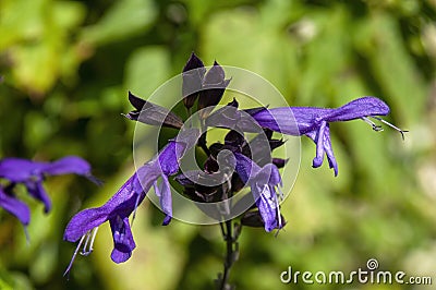 Purple flower stem of a salvia guaranitica Stock Photo