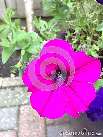 Purple flower summer 2014 Nice Stock Photo