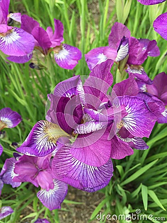 The purple flower Editorial Stock Photo