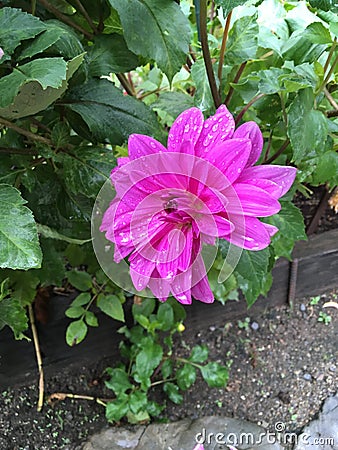 Purple flower in summertime Stock Photo