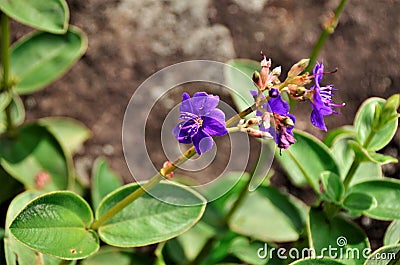 The purple flower of Tibouchina granulosa Stock Photo