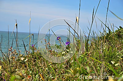 Tibouchina granulosa with purple flower on the hillside Stock Photo