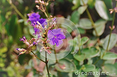 The purple flower of Tibouchina granulosa in the woods Stock Photo