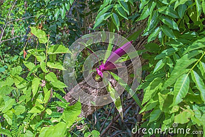 Purple flower on the tree Stock Photo