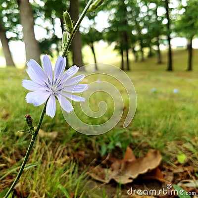 Purple flower Stock Photo