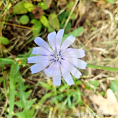 purple flower Stock Photo