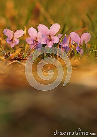 Purple flower violets common herbaceous perennial of medical plant in grass on meadow near forest with green leaves and stem at su Stock Photo