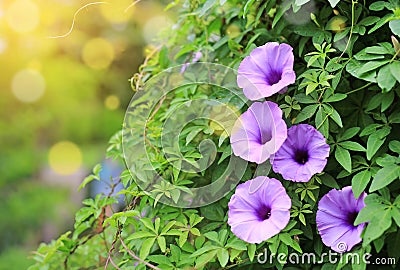 Purple flower which Thai people called cracker plant known as weed and herb with rays of sunlight and bokeh Stock Photo