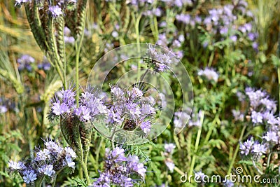 Purple flowerfield in Hungary Stock Photo