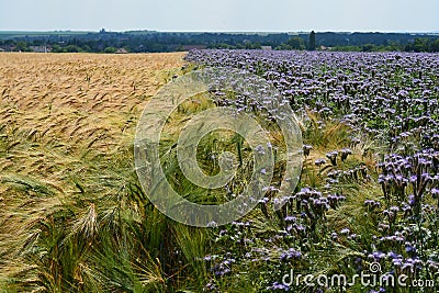 Purple flowerfield in Hungary Stock Photo