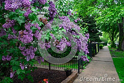 Purple Flowering Plant and Sidewalk next to a Row of Old Homes in Logan Square Chicago Stock Photo