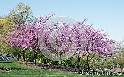 Row of Purple Flowering Red Bud Trees Stock Photo