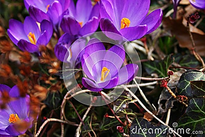 Purple Flowers Stock Photo
