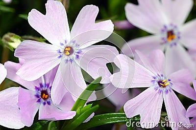 Purple flowers Stock Photo