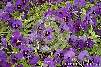 Purple flowers Stock Photo