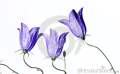 Purple flowers Stock Photo