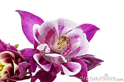 Purple flowers of Aquilegia vulgaris isolated on white background Stock Photo