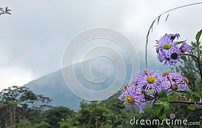Landscape : mountains with clouds and flowers Stock Photo