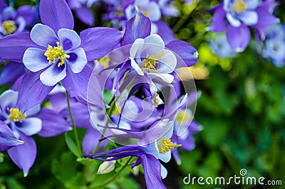 Purple flowers Stock Photo