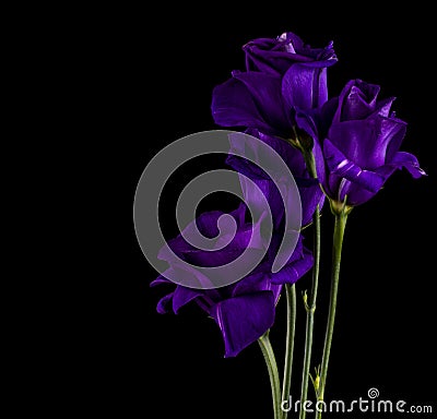 Purple flowers On Black Backgroundtulip Stock Photo