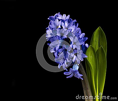 Purple flowers On Black Backgroundtulip Stock Photo