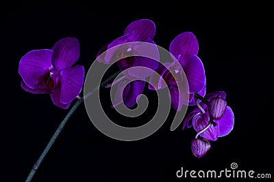 Purple flowers On Black Backgroundtulip Stock Photo