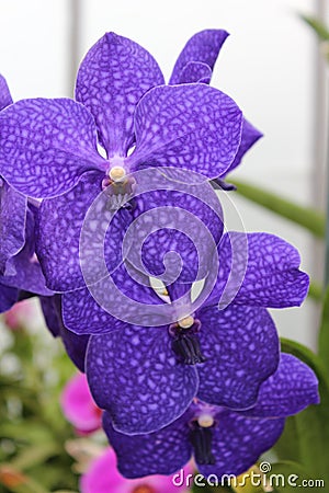 Purple Flowers in Bloom Stock Photo