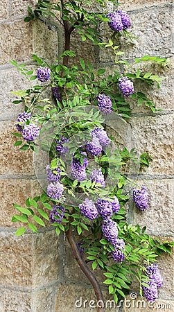 Purple flowers, blooming wisteria Stock Photo