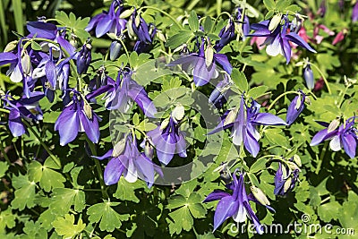 Purple flowers catchment - Aquilegia Stock Photo