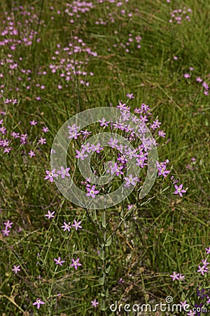 Centaurium pulchellum in bloom Stock Photo