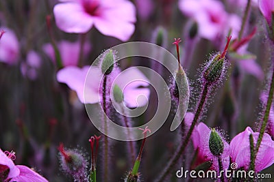 Purple Flowers Stock Photo