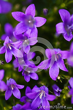 Purple flowers Stock Photo