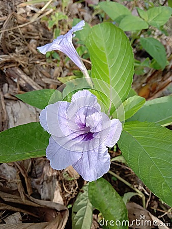 purple flowers come from grasses that can be used for ornamental plants Stock Photo