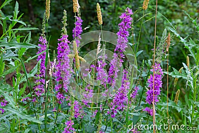 Purple flowers of the common loosestrife, also called Lythrum salicaria or Blutweiderich Stock Photo