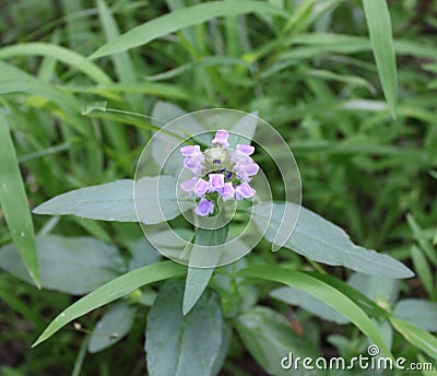 Purple Flowers of a Common Self-Heal Plant Stock Photo