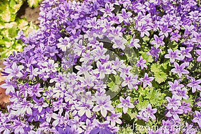 Purple flowers of Dalmatian bellflower Stock Photo