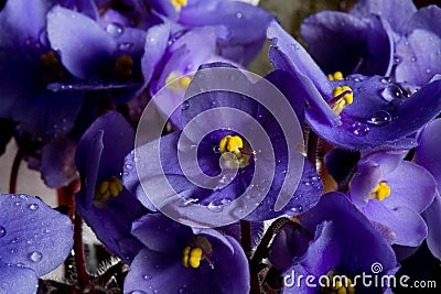 Purple flowers and drops Stock Photo