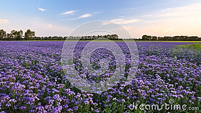 Purple flowers field on the sunset. Phacelia plantation. Honey plants. Beautiful countryside natural landscape Stock Photo